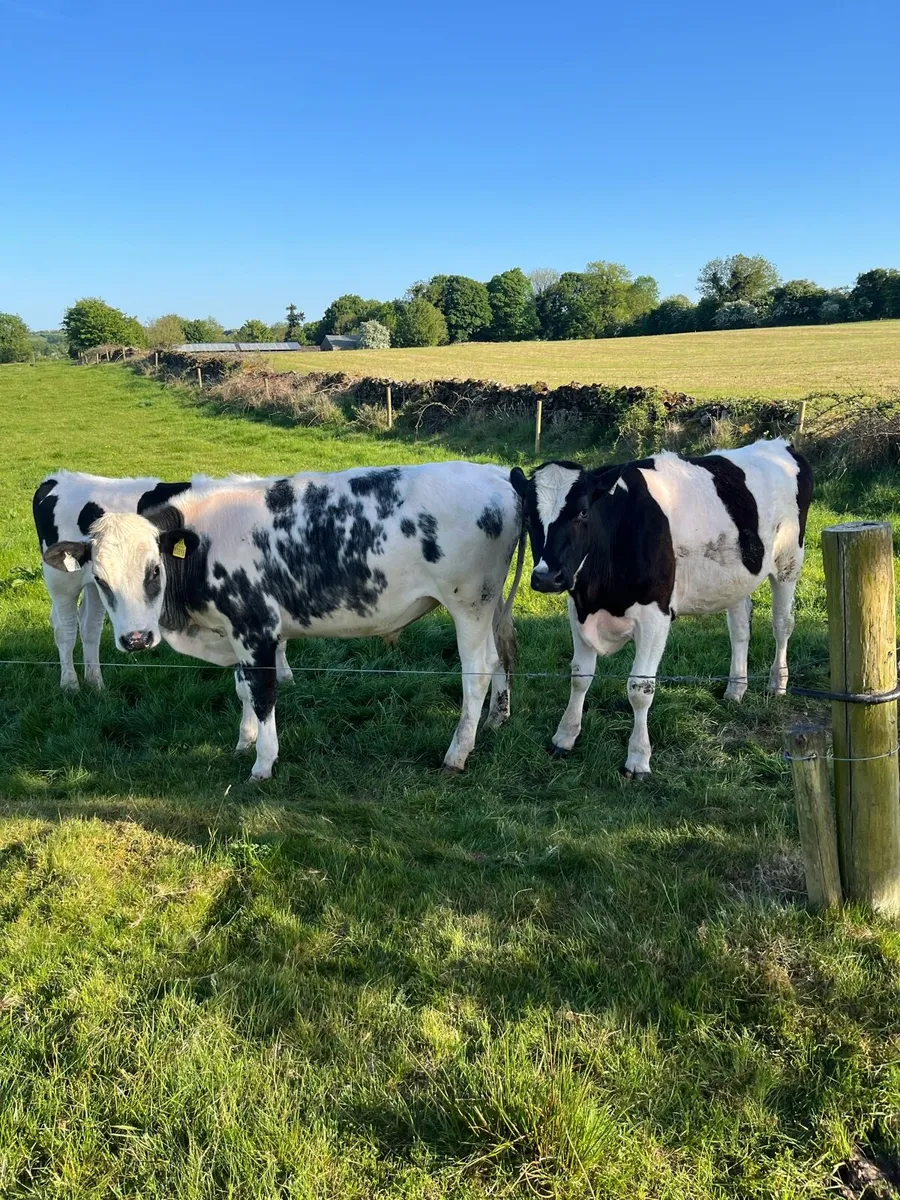Organic Bullocks - Image 1