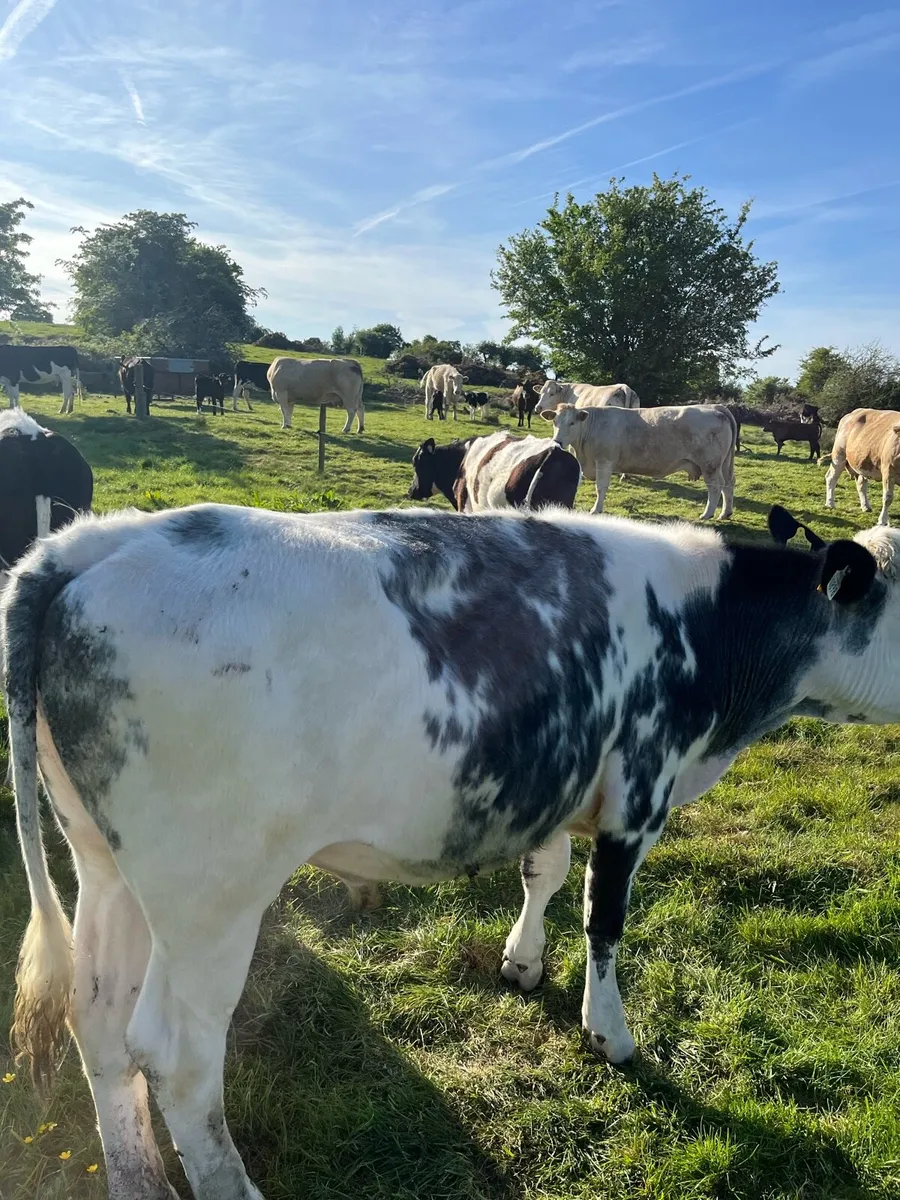 Organic Bullocks - Image 2