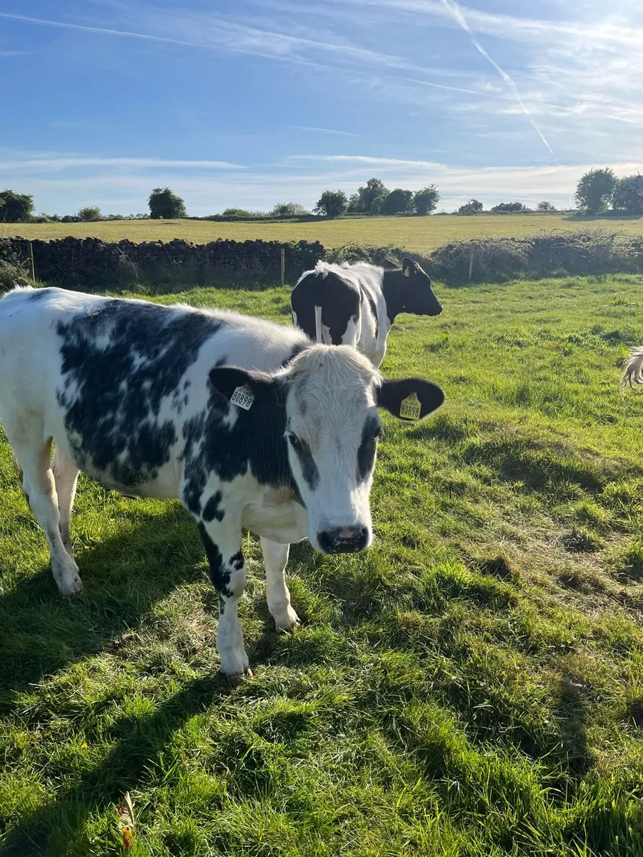 Organic Bullocks - Image 3