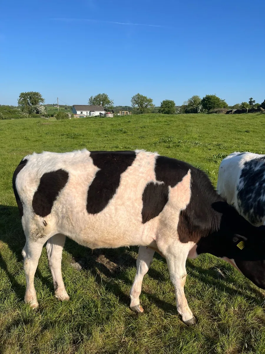Organic Bullocks - Image 4