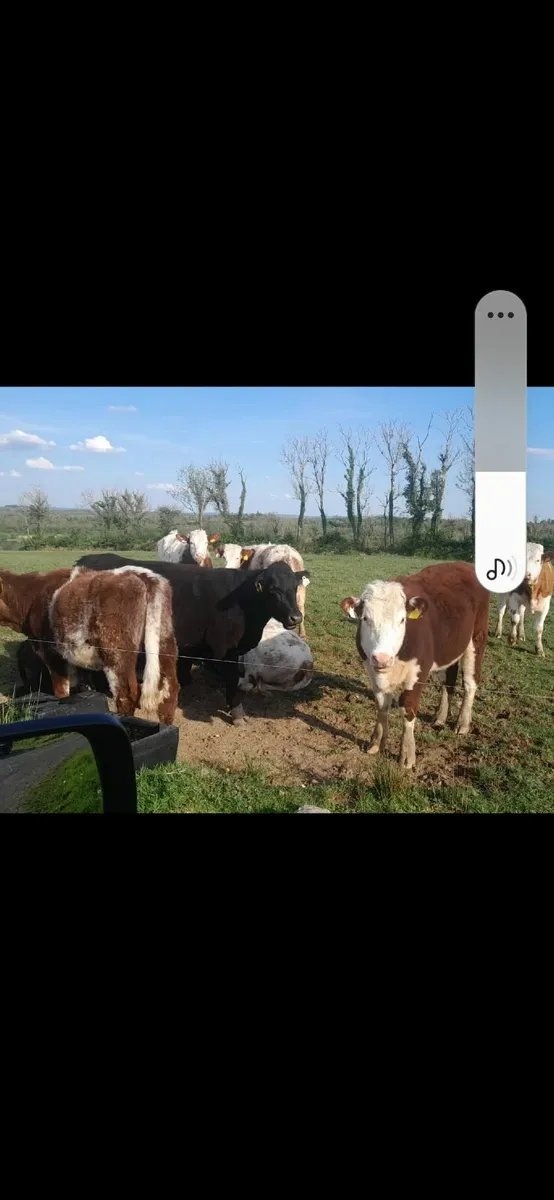 WEANLINGS - Image 1