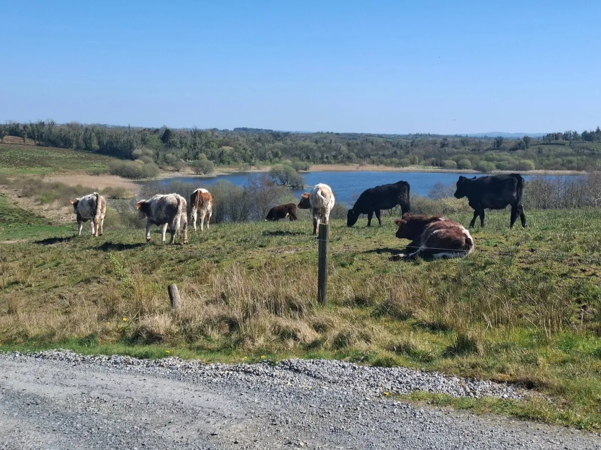 WEANLINGS - Image 2