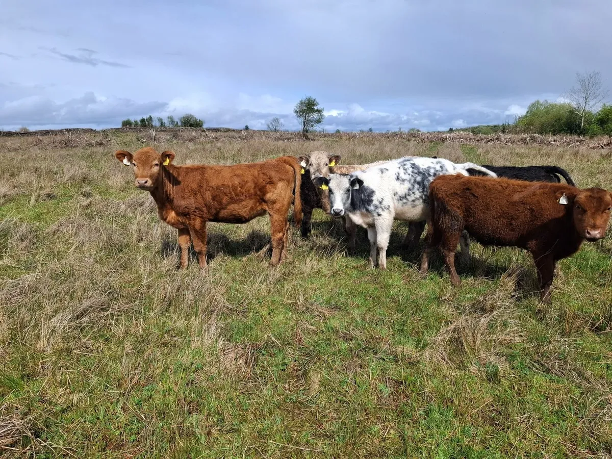 WEANLINGS - Image 3