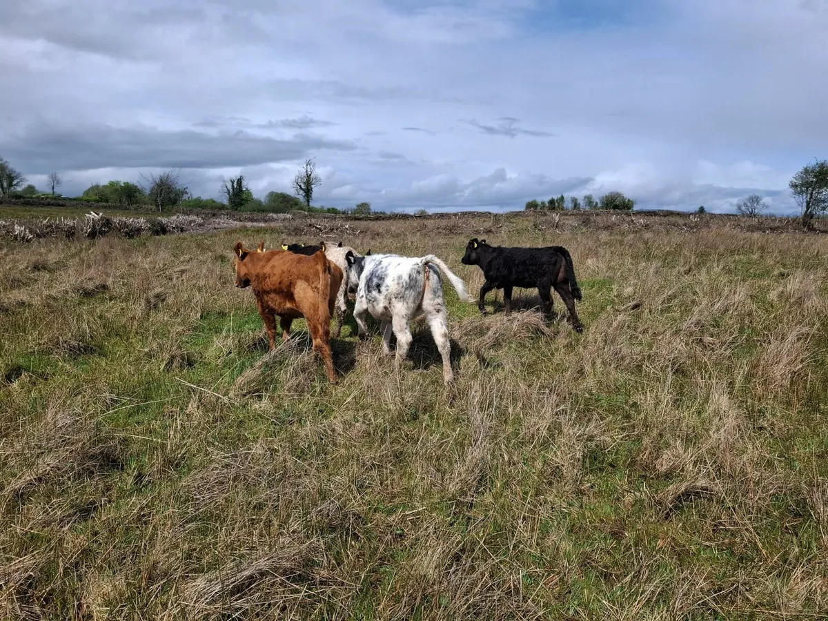 WEANLINGS - Image 4