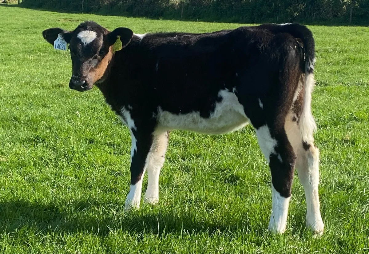 Bbx Heifer Calves - Image 2