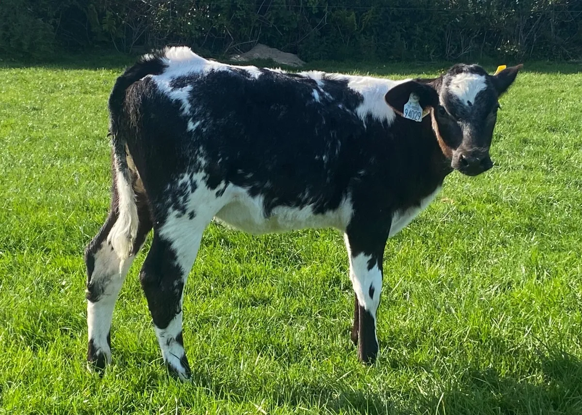 Bbx Heifer Calves - Image 3