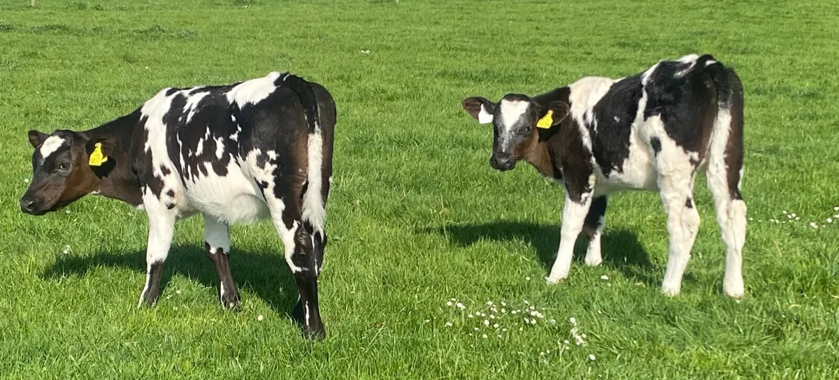 Bbx Heifer Calves - Image 1