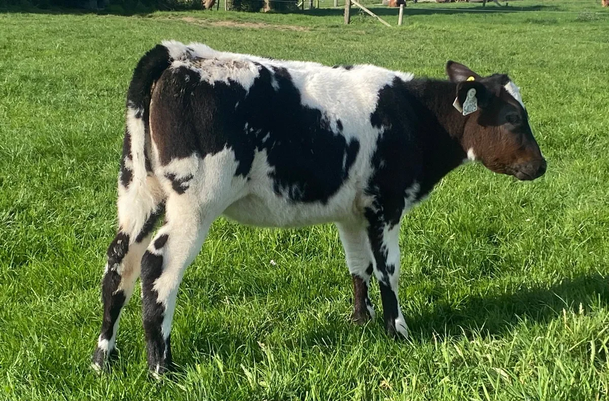Bbx Heifer Calves - Image 4
