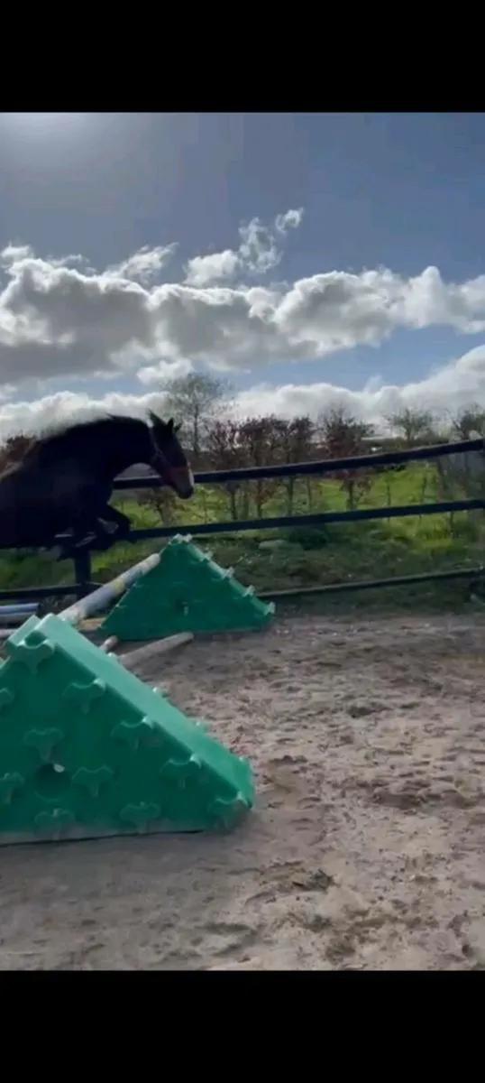 3  yr old gelding - Image 2