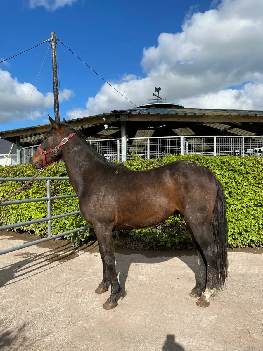 3  yr old gelding - Image 3