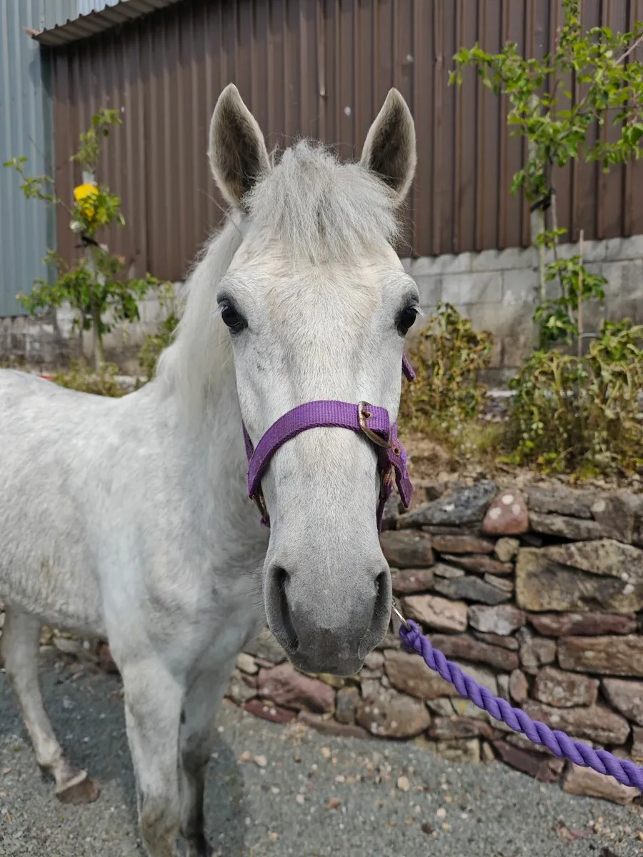 Grey Connemara gelding 3yr old - Image 3