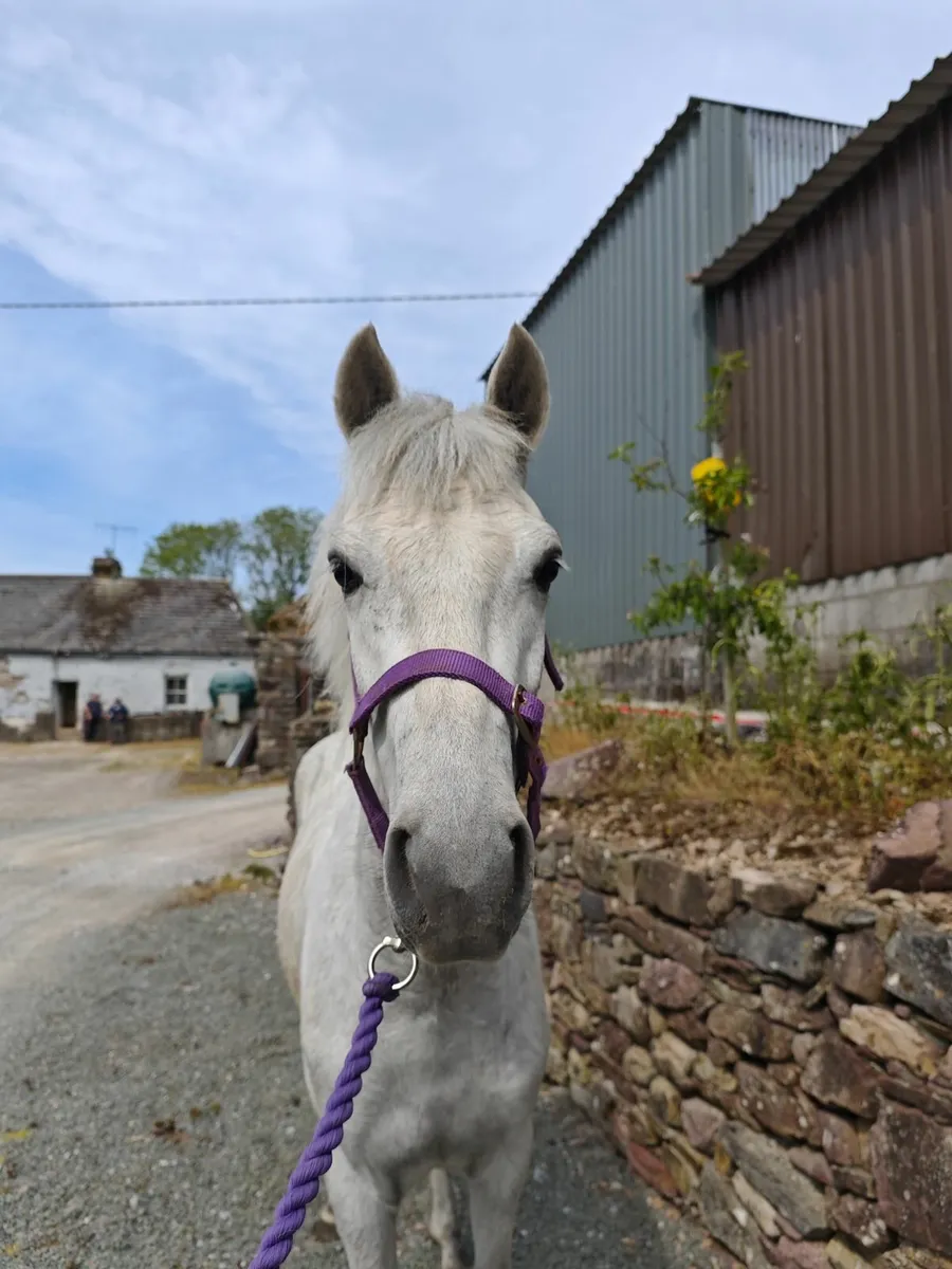Grey Connemara gelding 3yr old - Image 2
