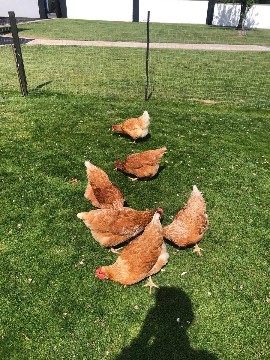 6 Rhode Island Chickens - Image 2