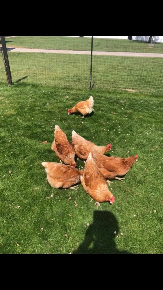 6 Rhode Island Chickens - Image 3