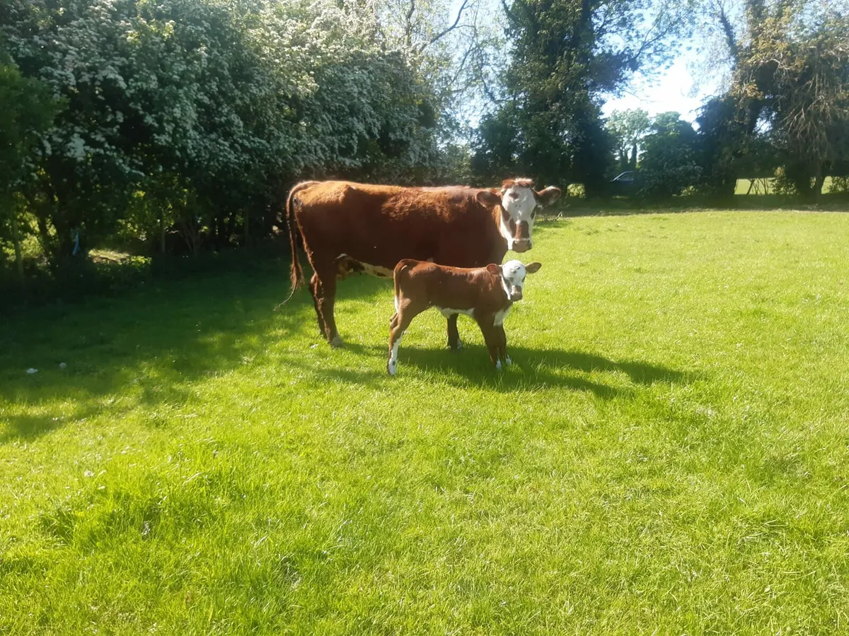5 cows with calves at foot - Image 1