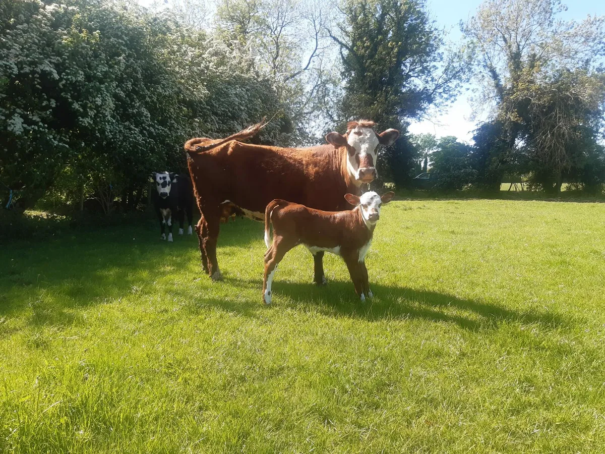5 cows with calves at foot - Image 2
