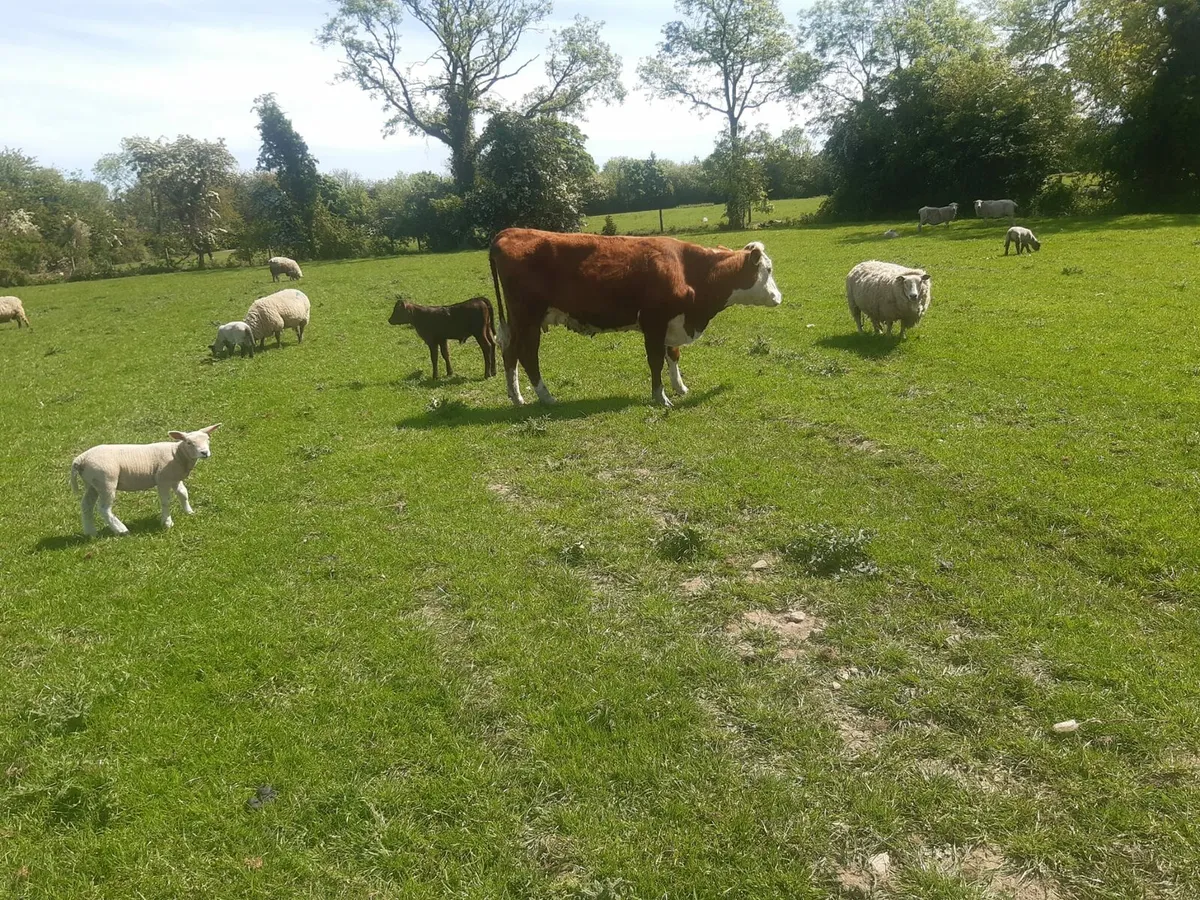 5 cows with calves at foot - Image 3