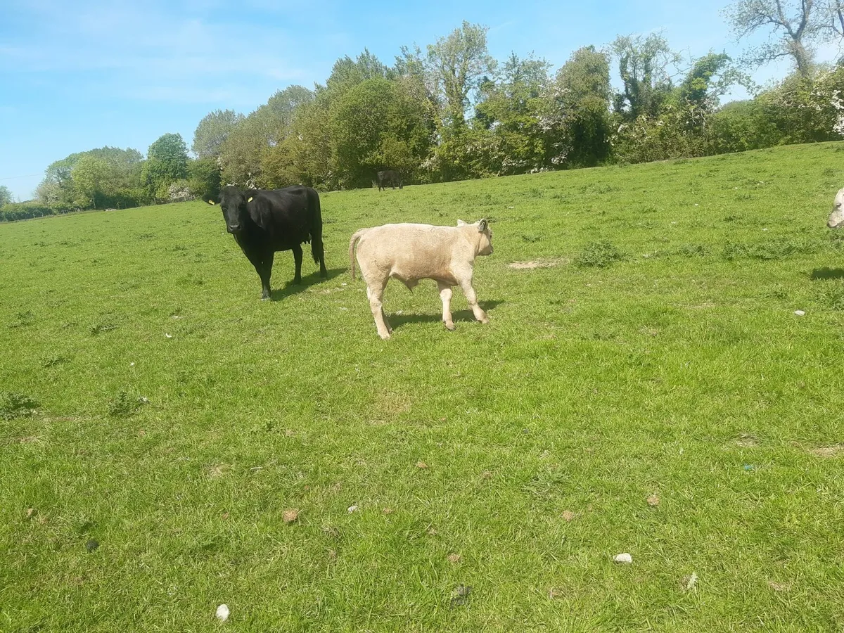 5 cows with calves at foot - Image 4