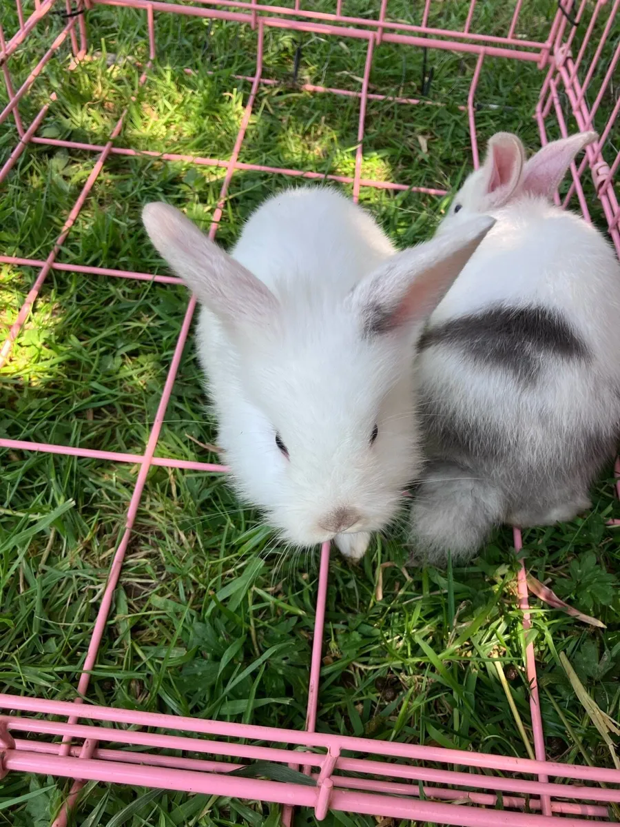 Baby rabbits - Image 1