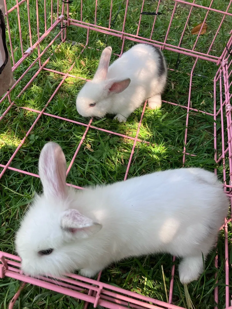 Baby rabbits - Image 2