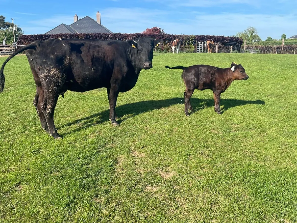 Super  first calver with heifer calf - Image 1