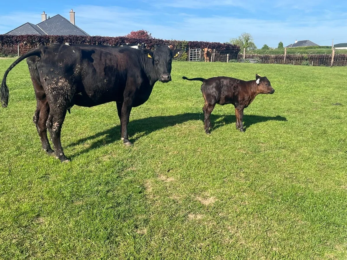 Super  first calver with heifer calf - Image 2