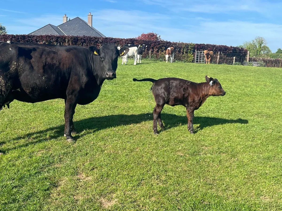Super  first calver with heifer calf - Image 3