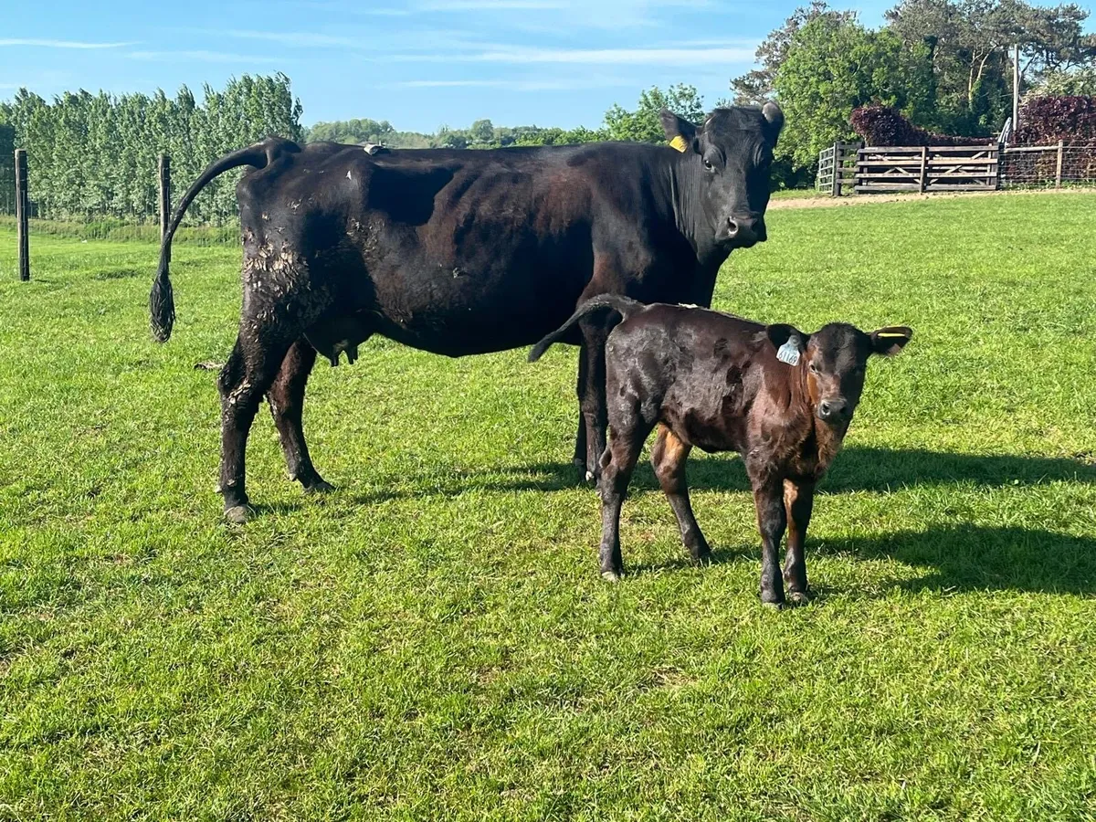 Super  first calver with heifer calf - Image 4