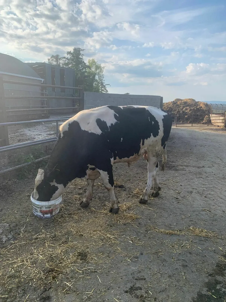 Pedigree Friesian Bulls - Image 1