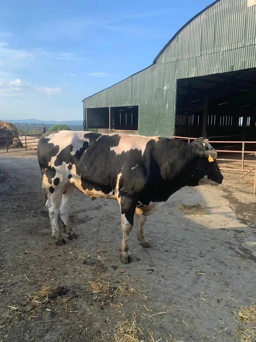 Pedigree Friesian Bulls - Image 3