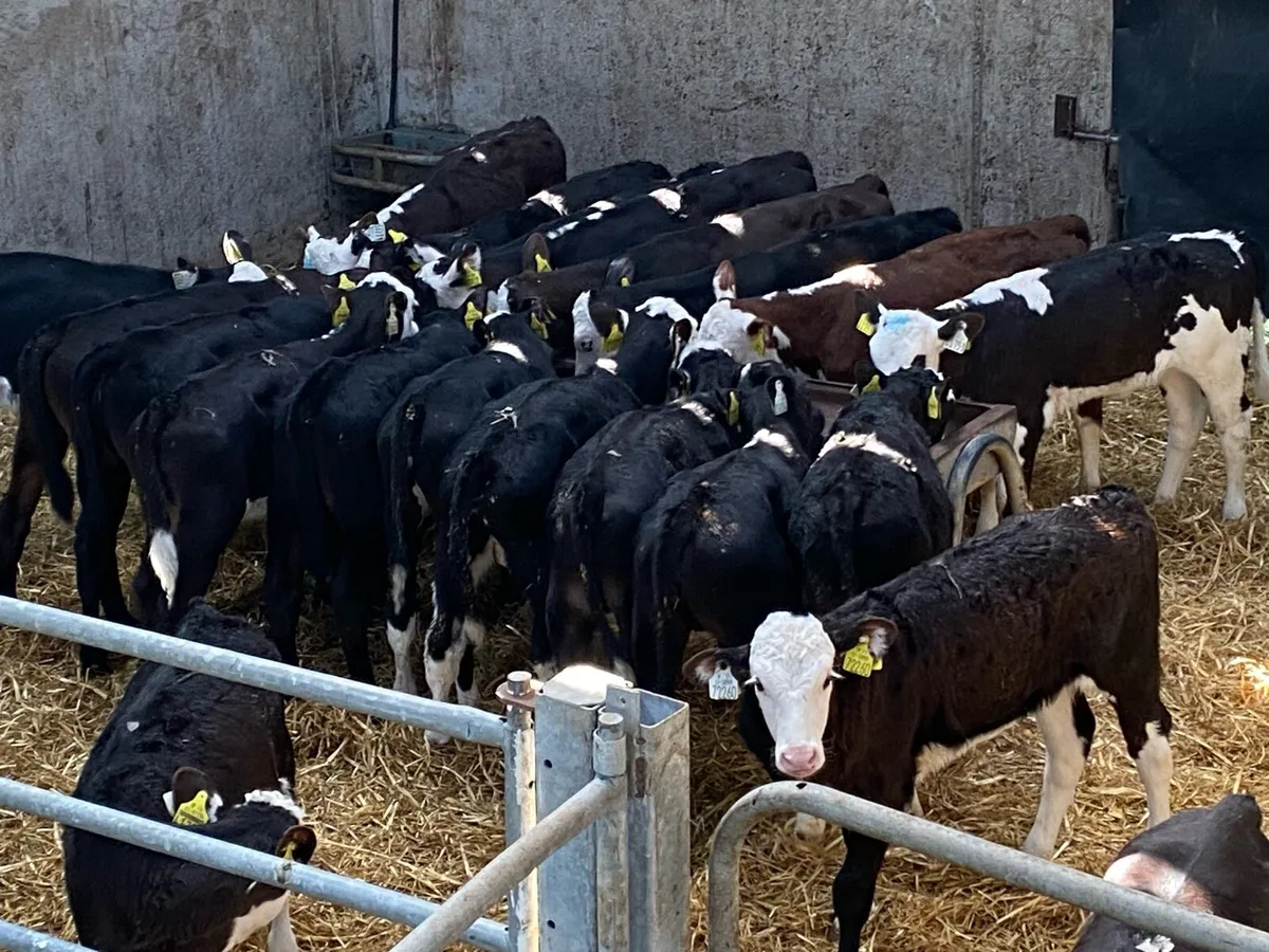 45 Reared Calves @ Lissava Livestock - Image 2