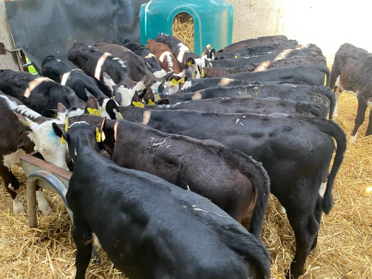 45 Reared Calves @ Lissava Livestock - Image 3
