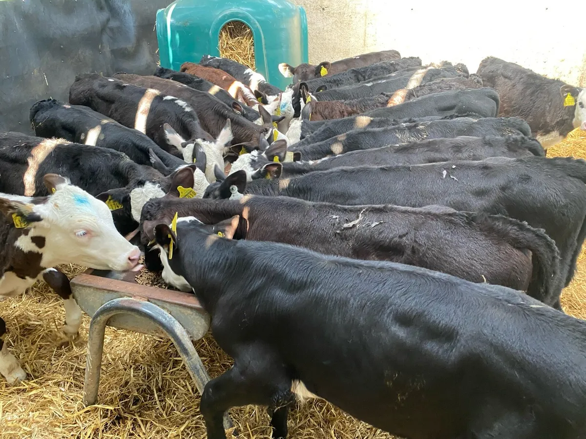 45 Reared Calves @ Lissava Livestock - Image 4