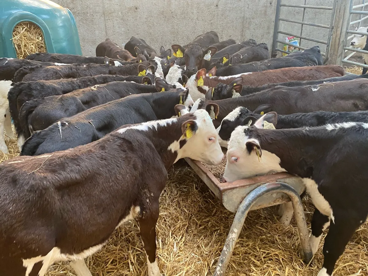 45 Reared Calves @ Lissava Livestock - Image 1