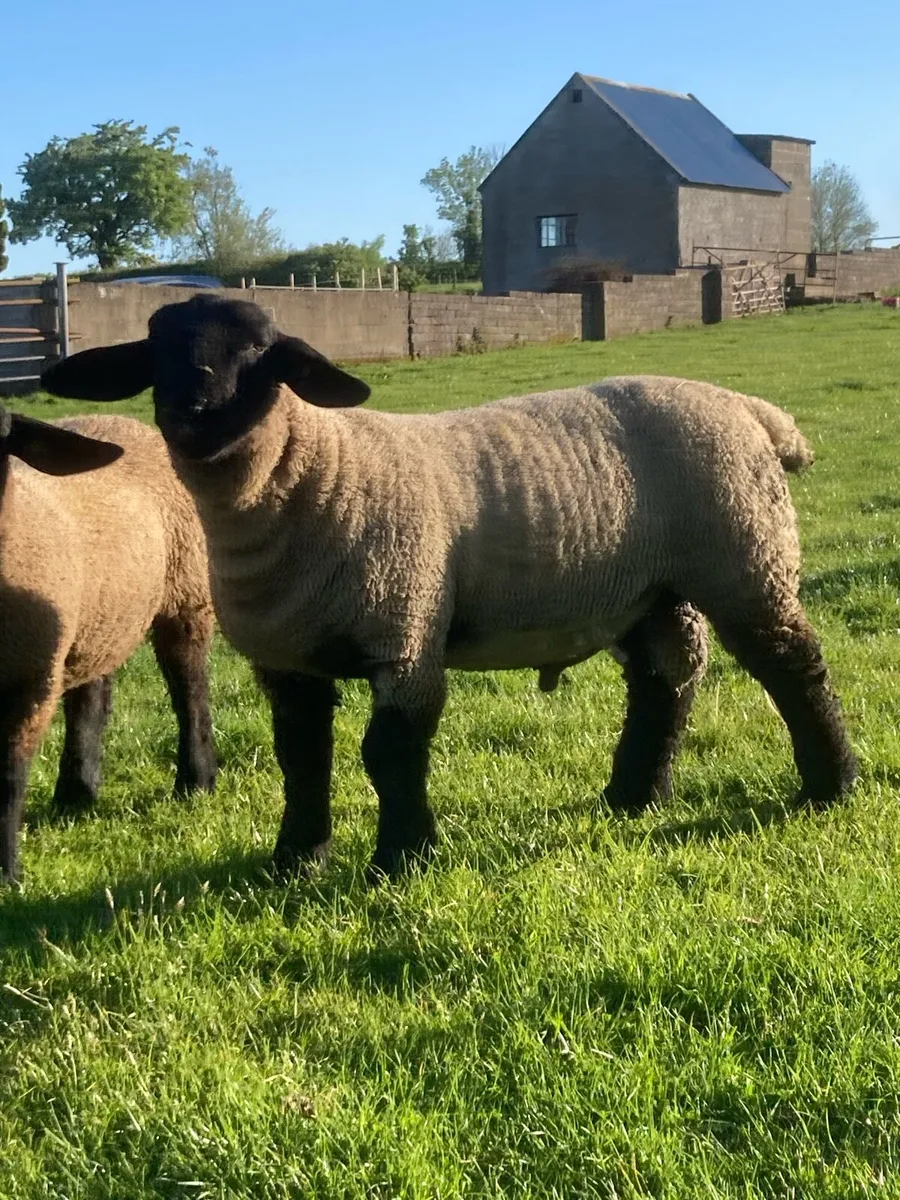Suffolk Ram Lambs - Image 1