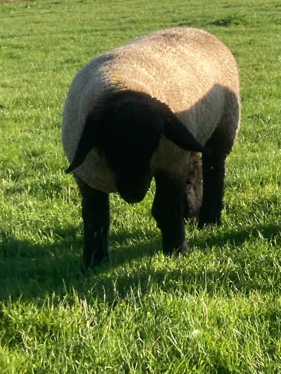 Suffolk Ram Lambs - Image 2