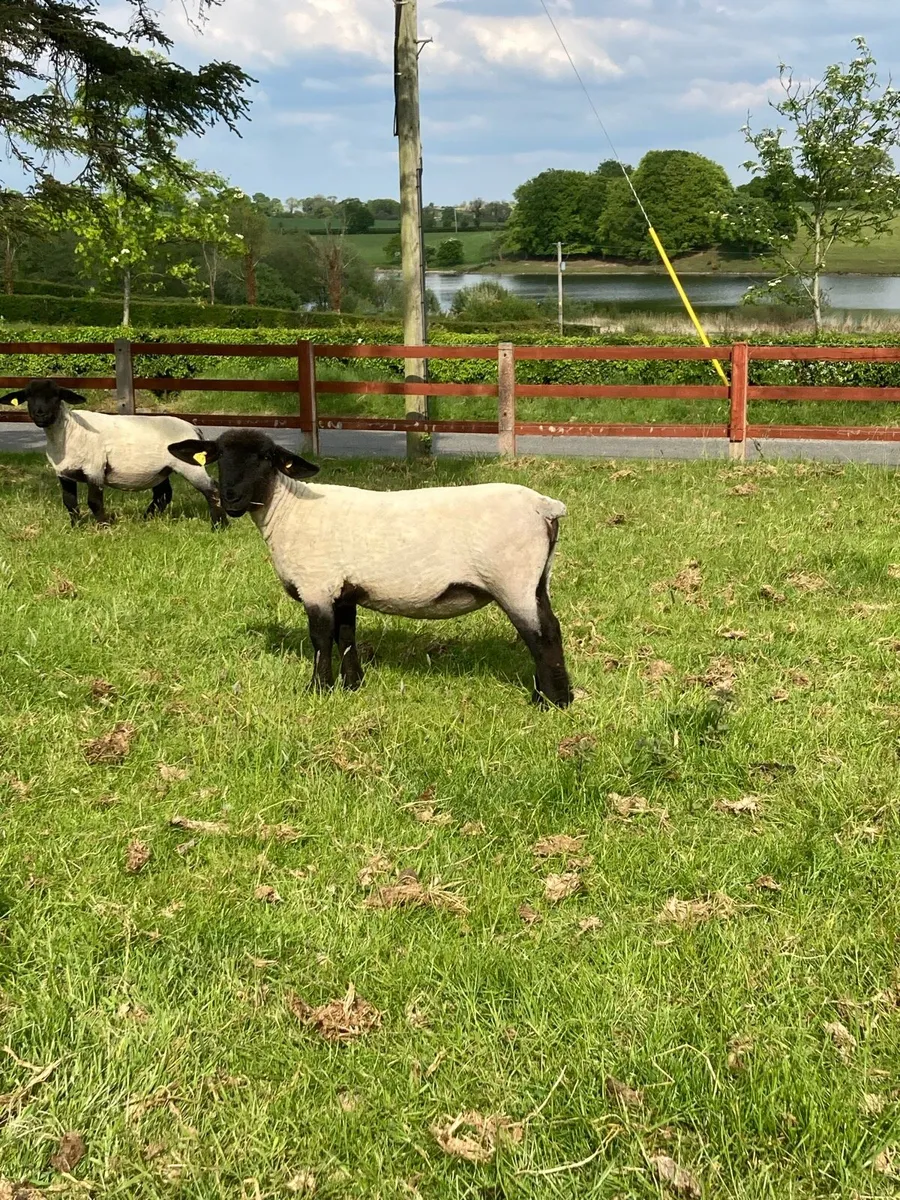 Suffolk Ram Lambs - Image 3
