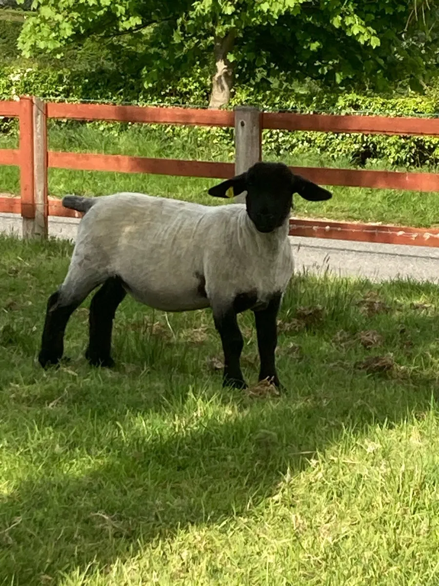 Suffolk Ram Lambs - Image 4