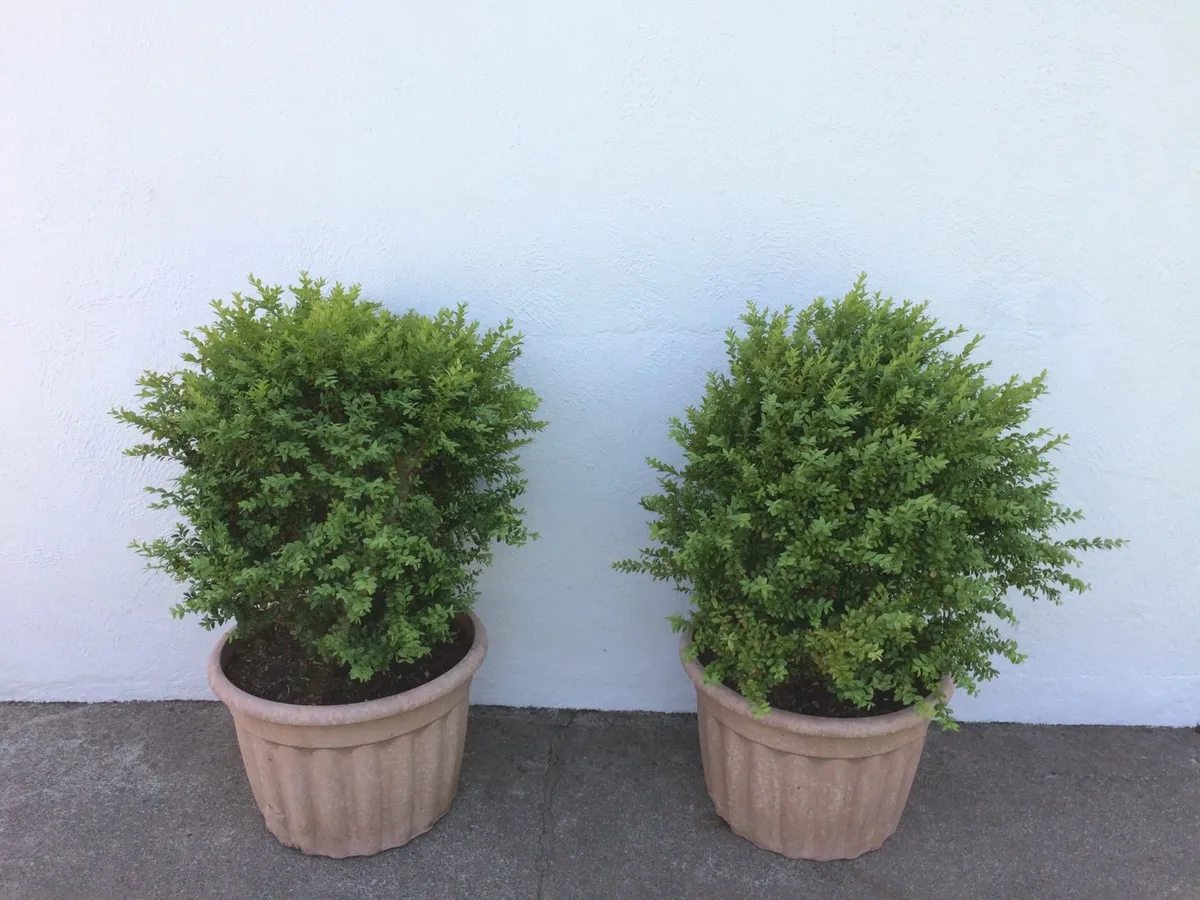 Two Box Shrubs for Sale - Image 1