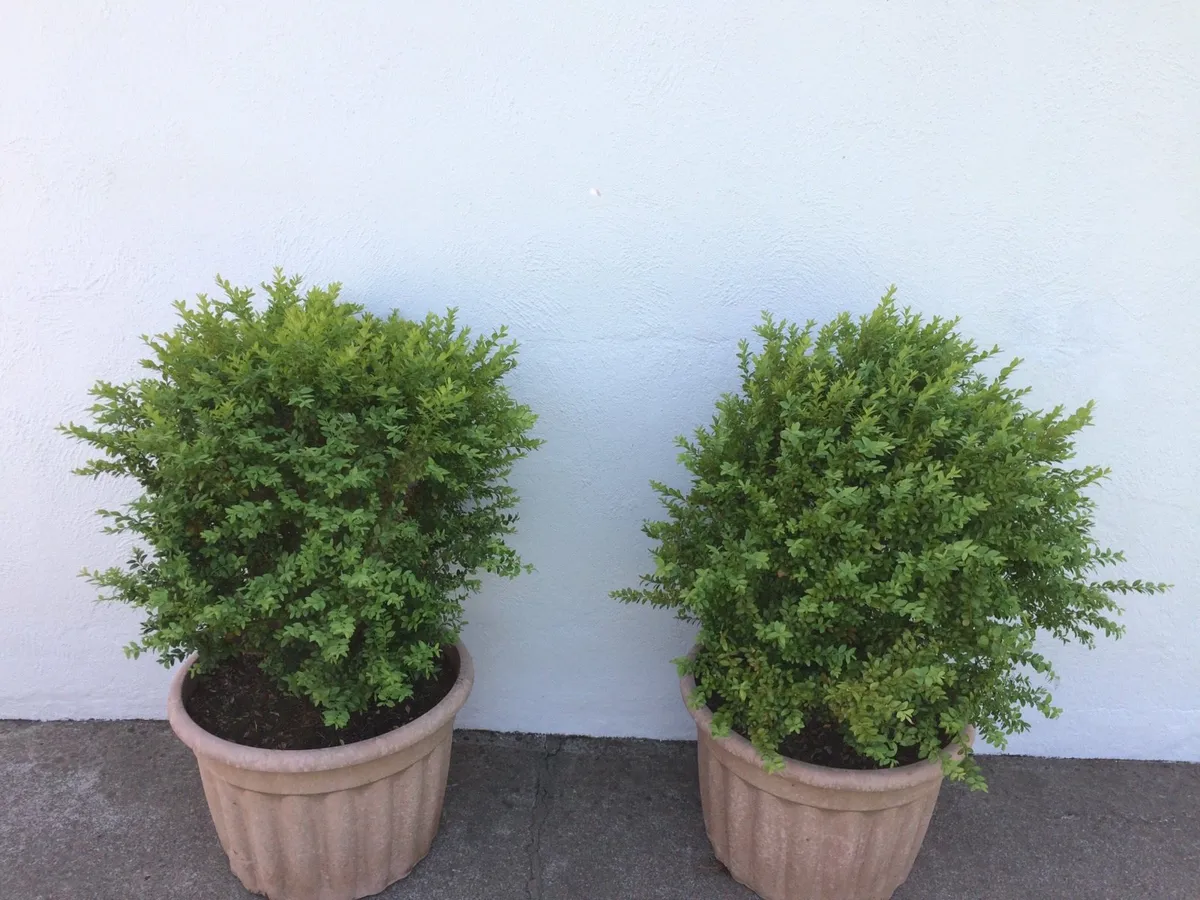 Two Box Shrubs for Sale - Image 2