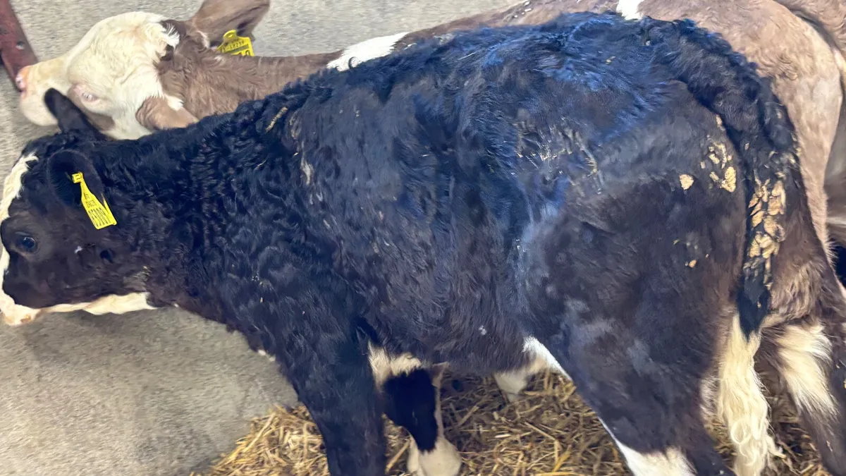 2 Strong Simmental Heifer Calves - Image 4