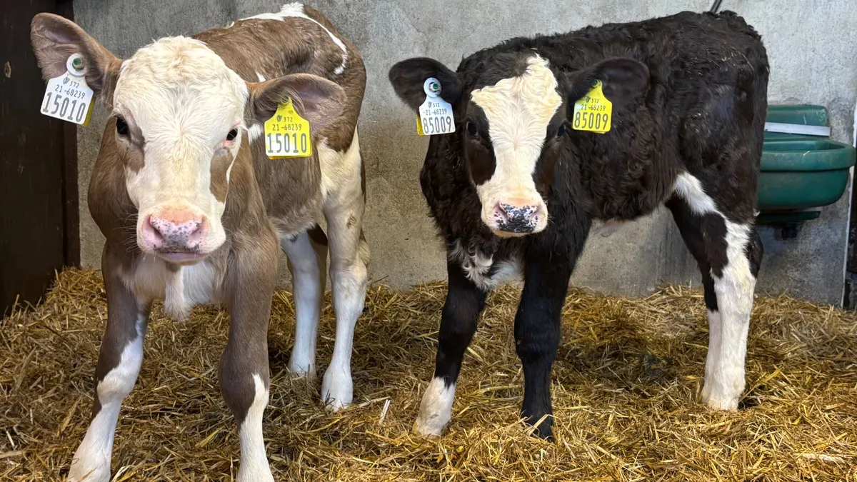 2 Strong Simmental Heifer Calves - Image 1