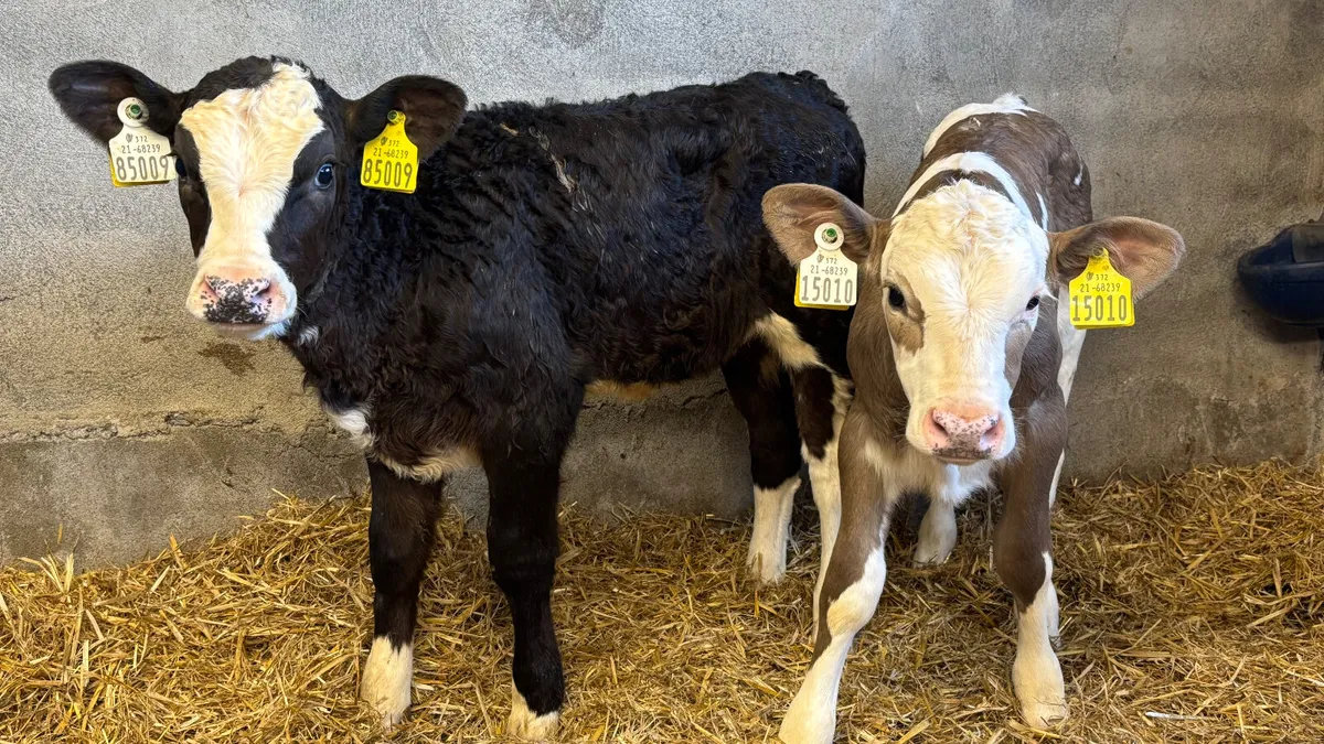 2 Strong Simmental Heifer Calves - Image 3