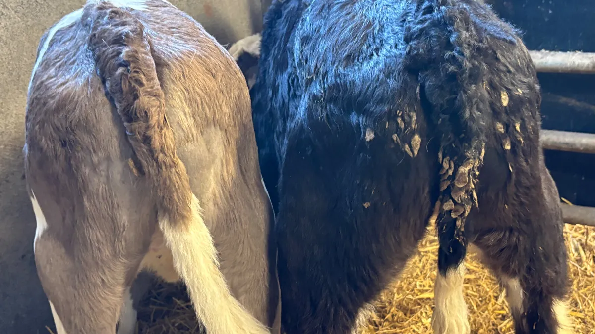 2 Strong Simmental Heifer Calves - Image 2