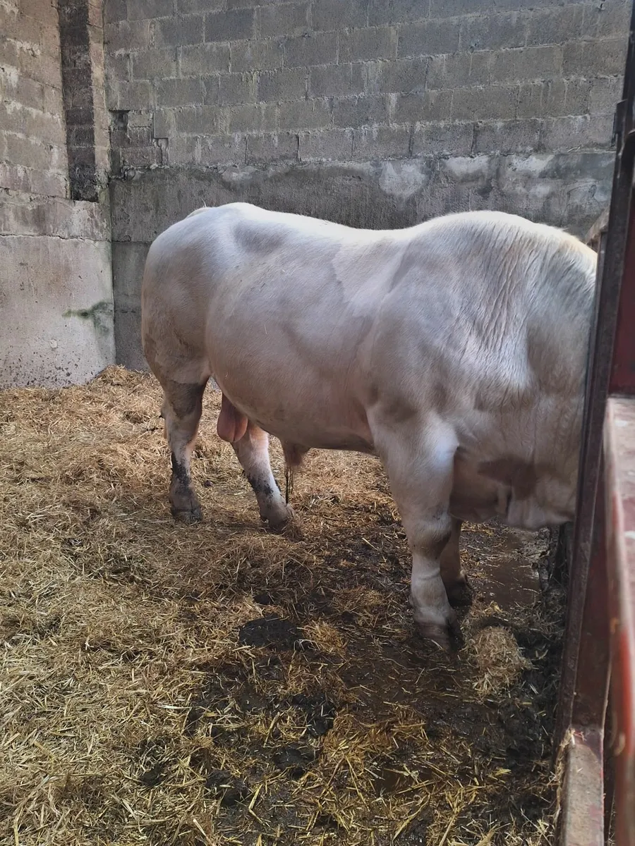 CF52 Pedigree Bull - Image 2