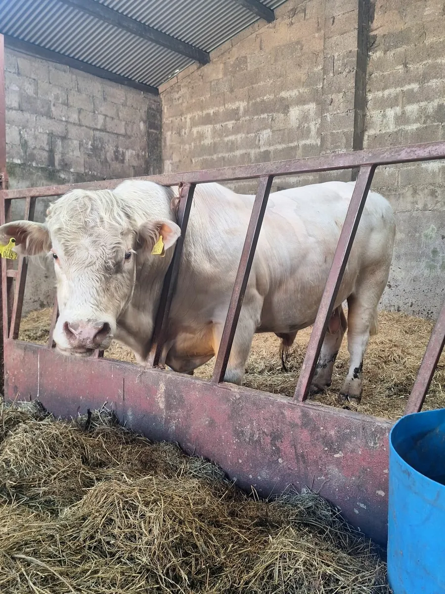 CF52 Pedigree Bull - Image 3