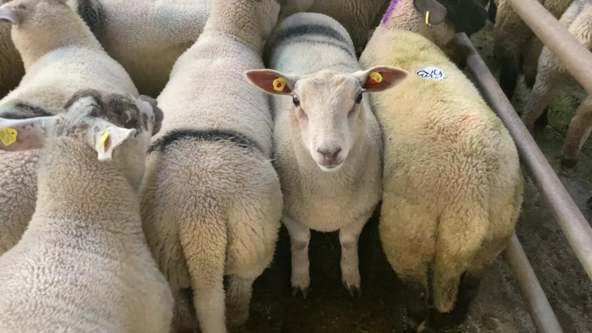Spring lambs