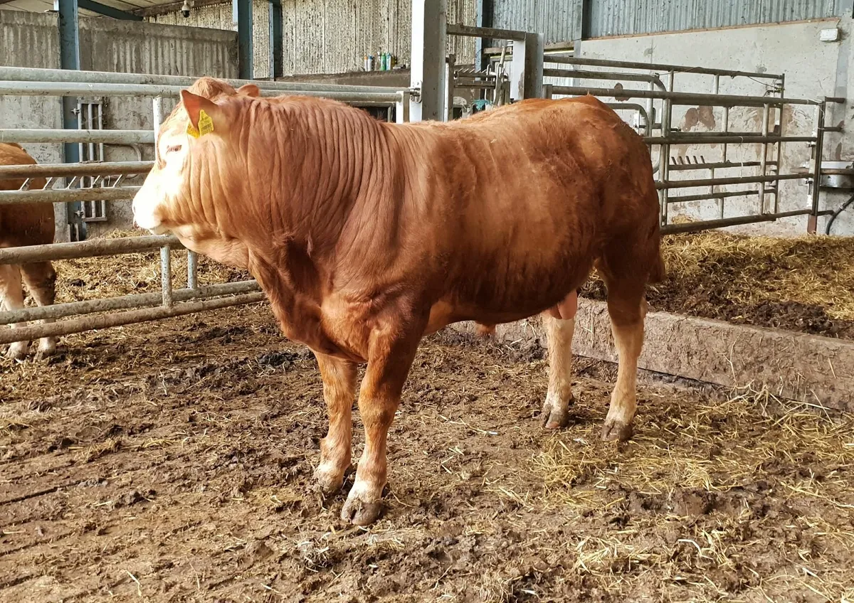 ET Pedigree Limousin Bull - Image 1