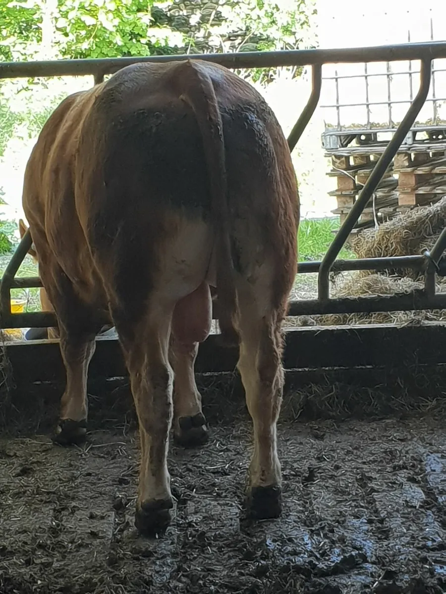 ET Pedigree Limousin Bull - Image 2