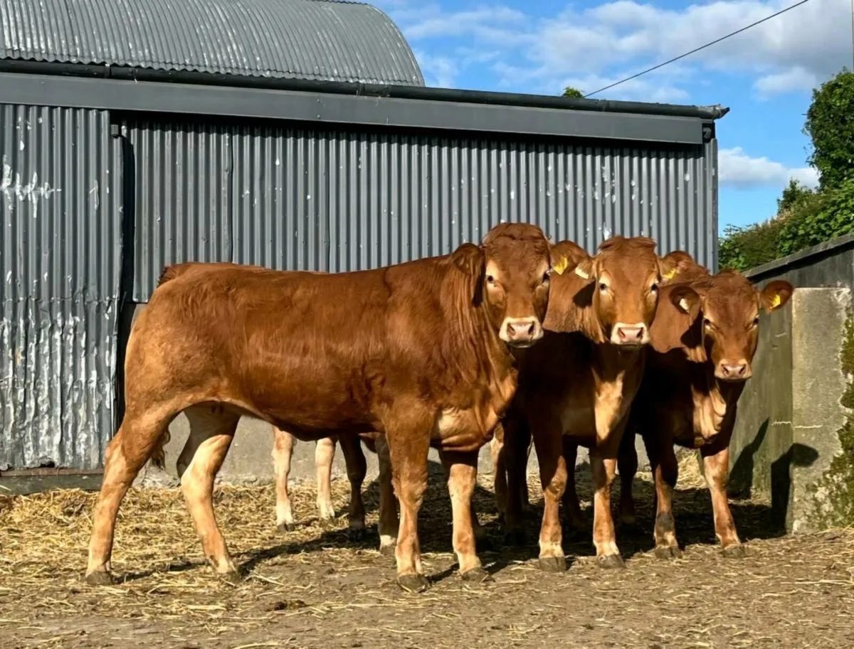 5 red limousin heifers - Image 1